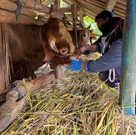 Pemerintah Kabupaten Kuningan Bentuk Tim Pemeriksa Kesehatan Hewan Kurban Jelang Idul Adha