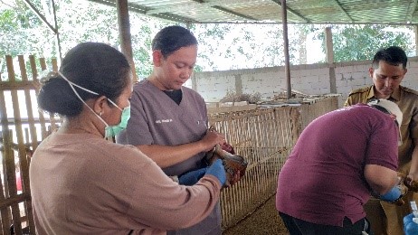 Pemerintah Kabupaten Kuningan Lakukan Pendampingan Penelitian Brin Terkait Pencegahan Flu Burung Pada Itik
