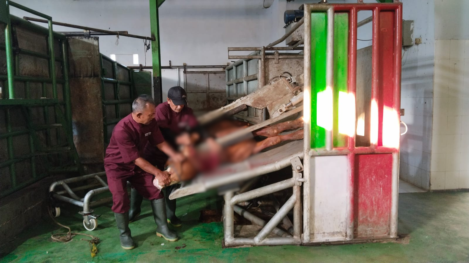 RPH Kuningan Sukses Laksanakan Pemotongan Hewan Kurban, Termasuk Sapi Bantuan Presiden RI Seberat 1,1 Ton