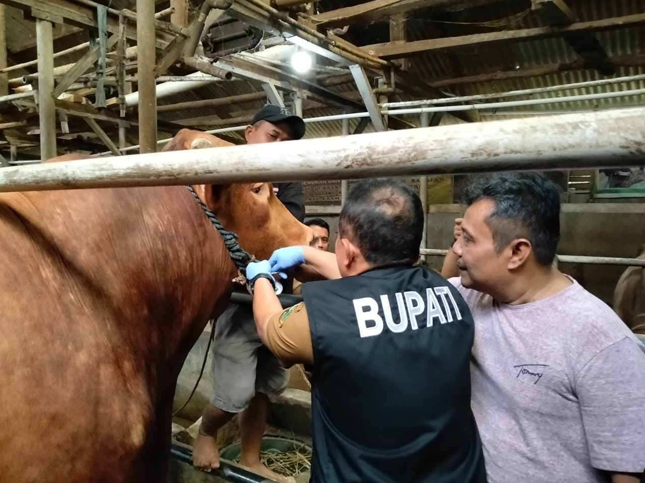 Masyarakat Kuningan Semakin Antusias Berkurban,  Jumlah Hewan Kurban Melonjak 11,54 Persen